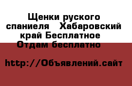 Щенки руского спаниеля - Хабаровский край Бесплатное » Отдам бесплатно   